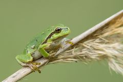 Hallo Herr Laubfrosch