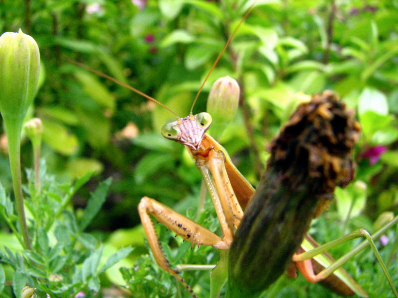 hallo herr nachbar!