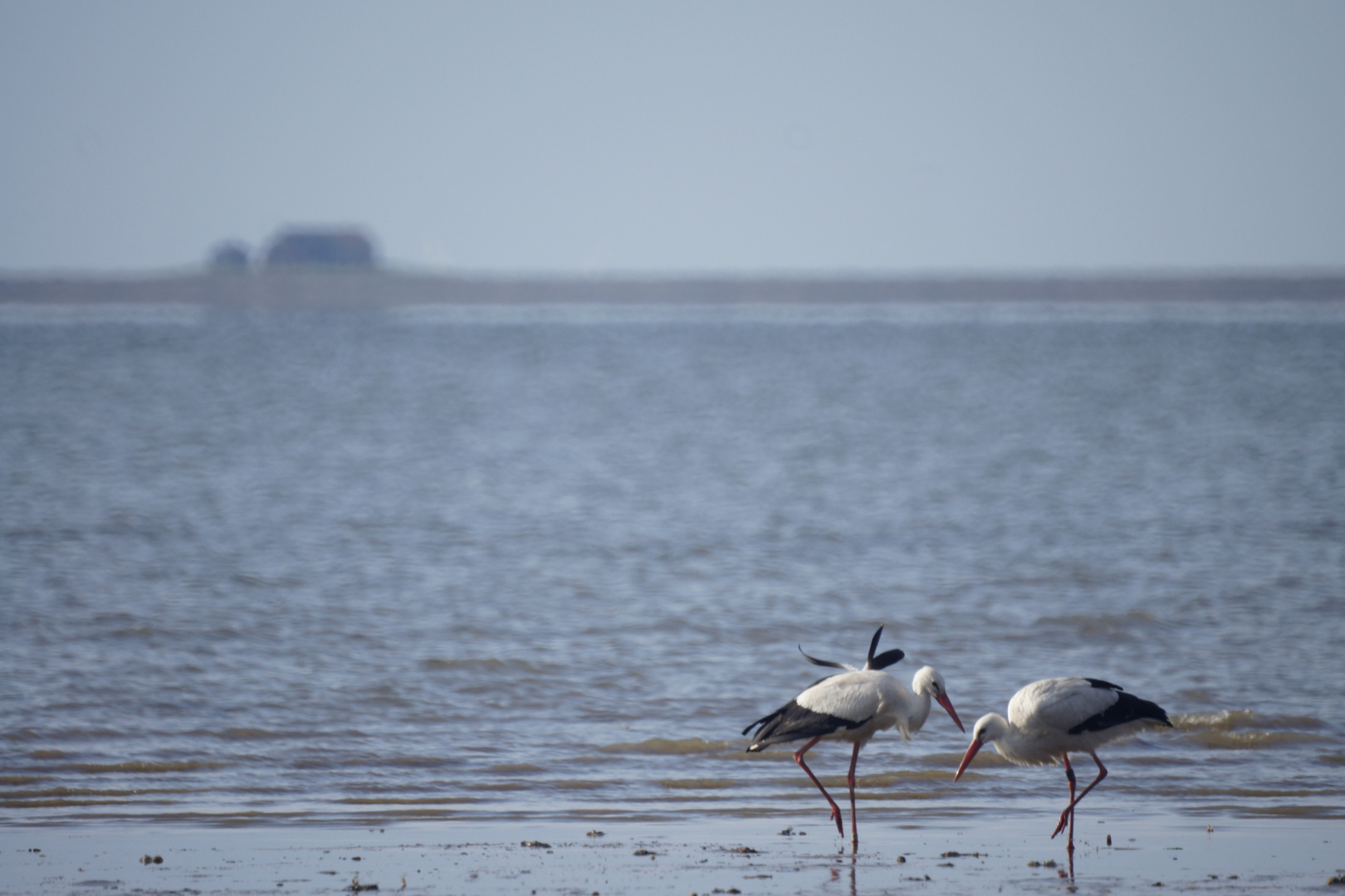 Hallo, Herr Storch!