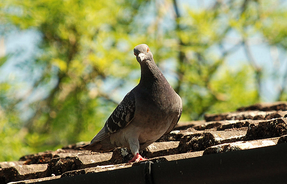 Hallo, hier bin ich!