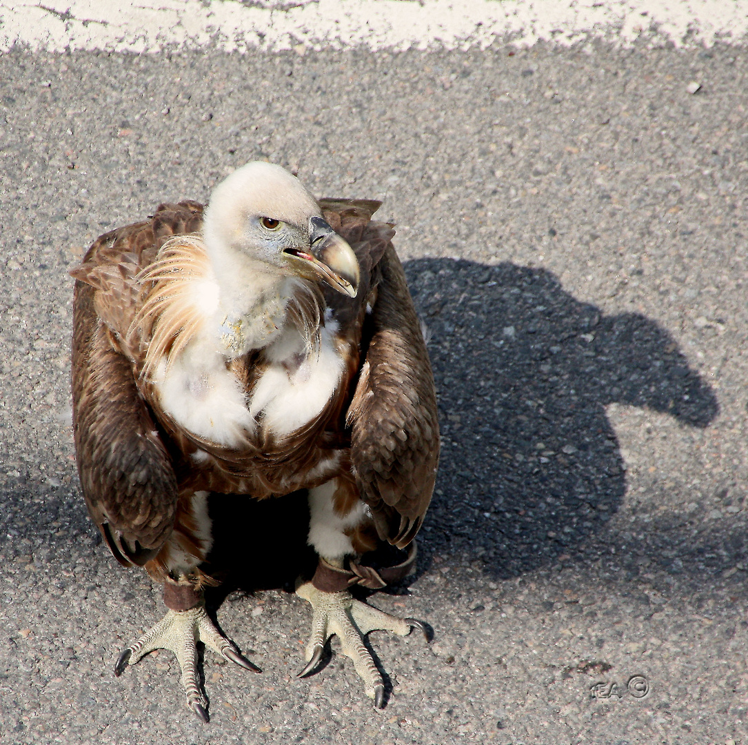 Hallo, hier bin ich!