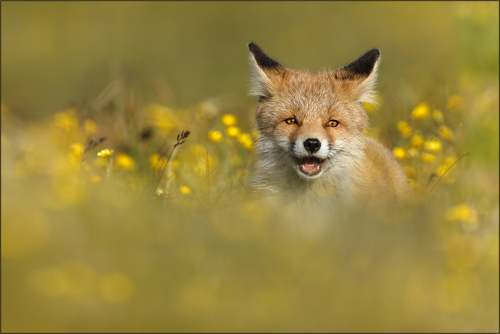 Hallo, hier bin ich!