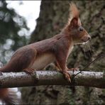 Hallo Hörnchen V