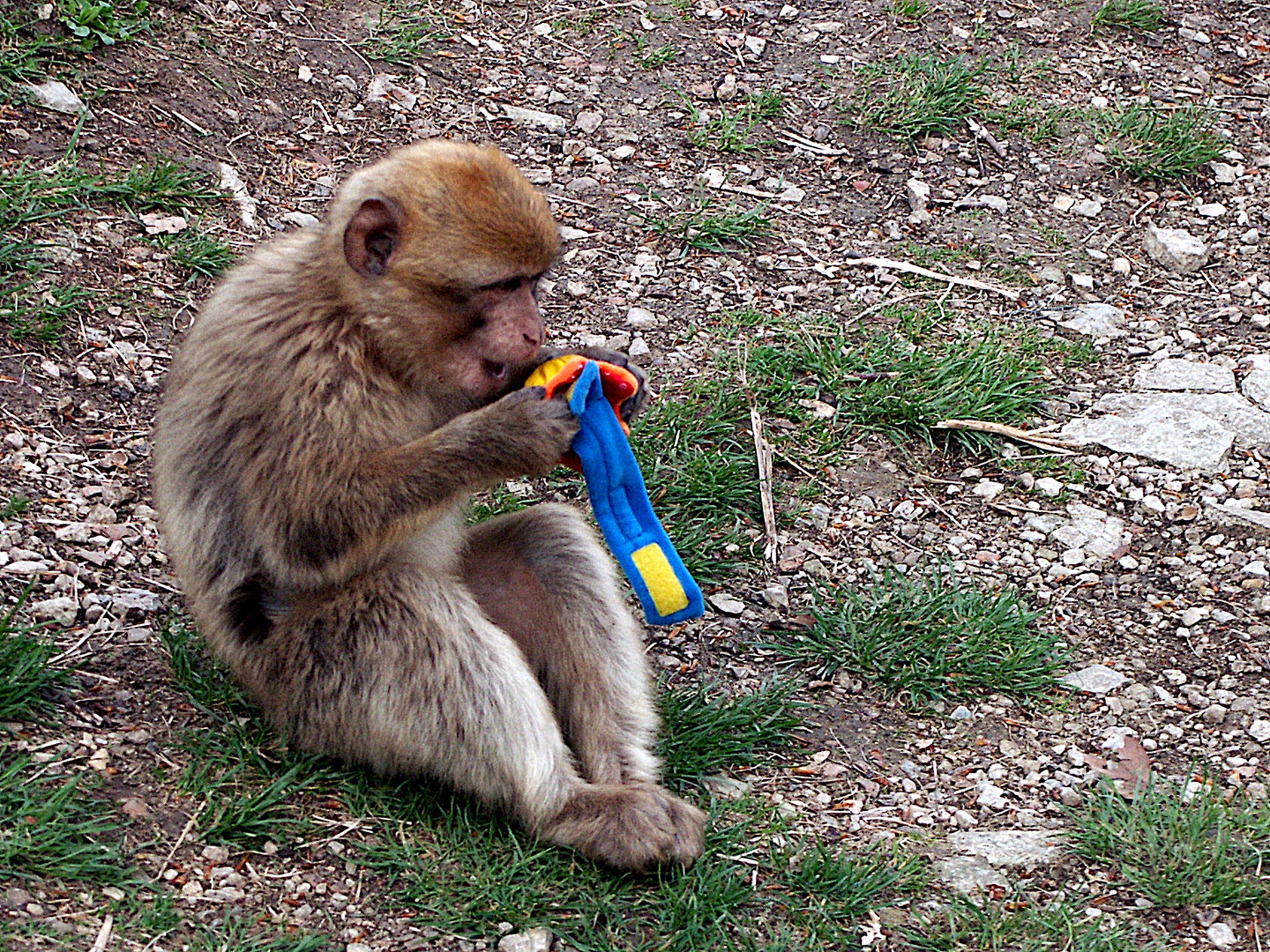 Hallo Houston wir haben ein Problem Foto & Bild tiere, wildlife