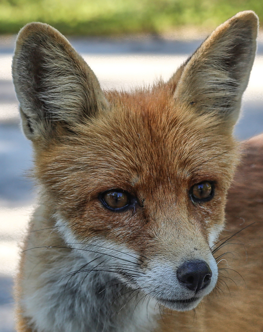 Hallo, ich bin der Fuchs Simon !