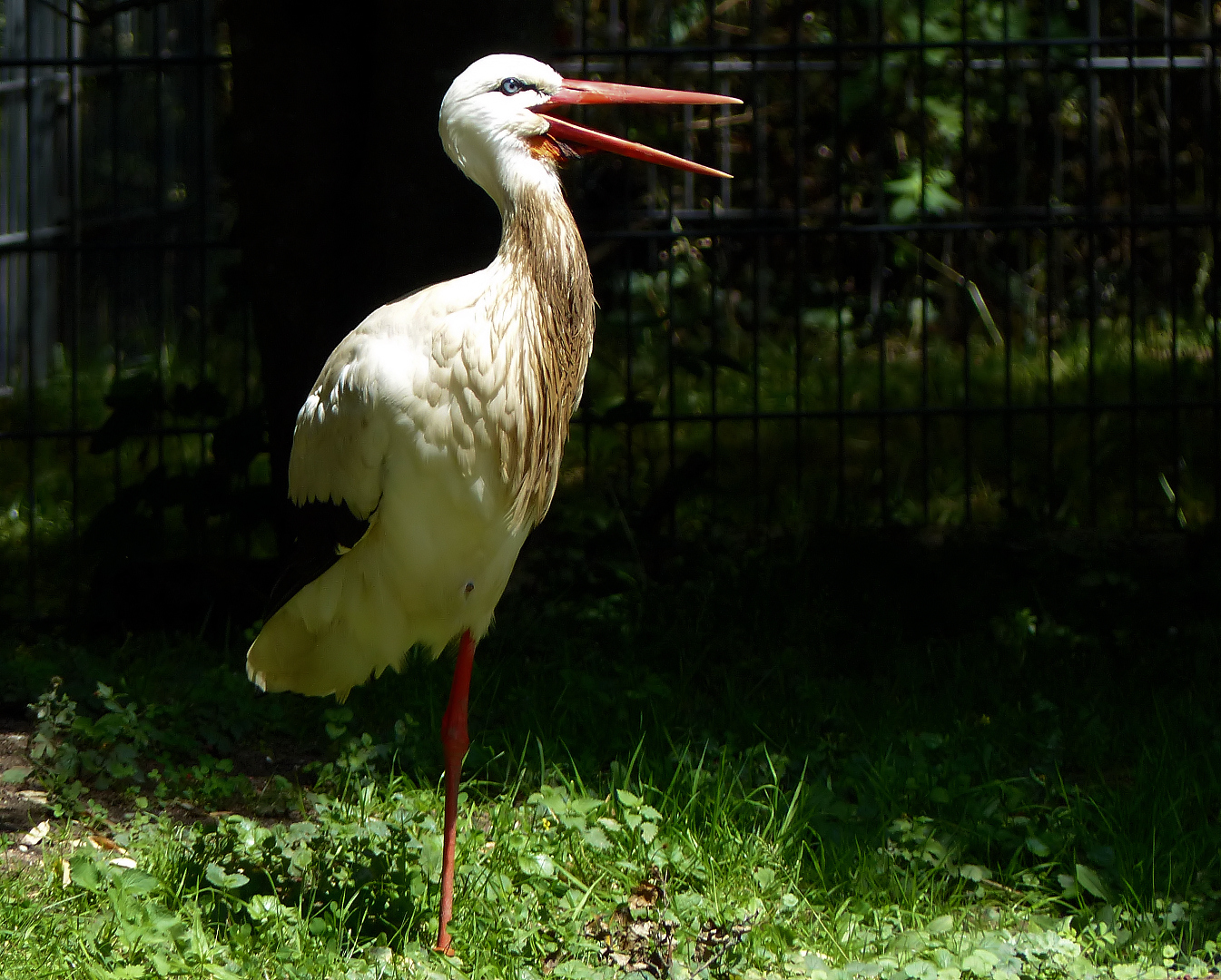 Hallo ich bin der Klapperstorch