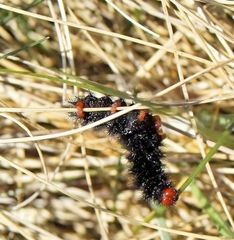 "Hallo ich bin der Mikkel,beim nächsten Lønstrup-Urlaub bin ich ein schöner Schmetterling !"