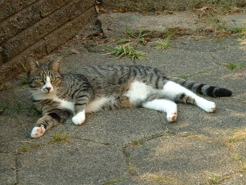 Hallo, ich bin die Fratzi oder auch Mausi gerufen