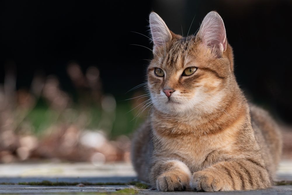 Hallo, ich bin die Ronja...