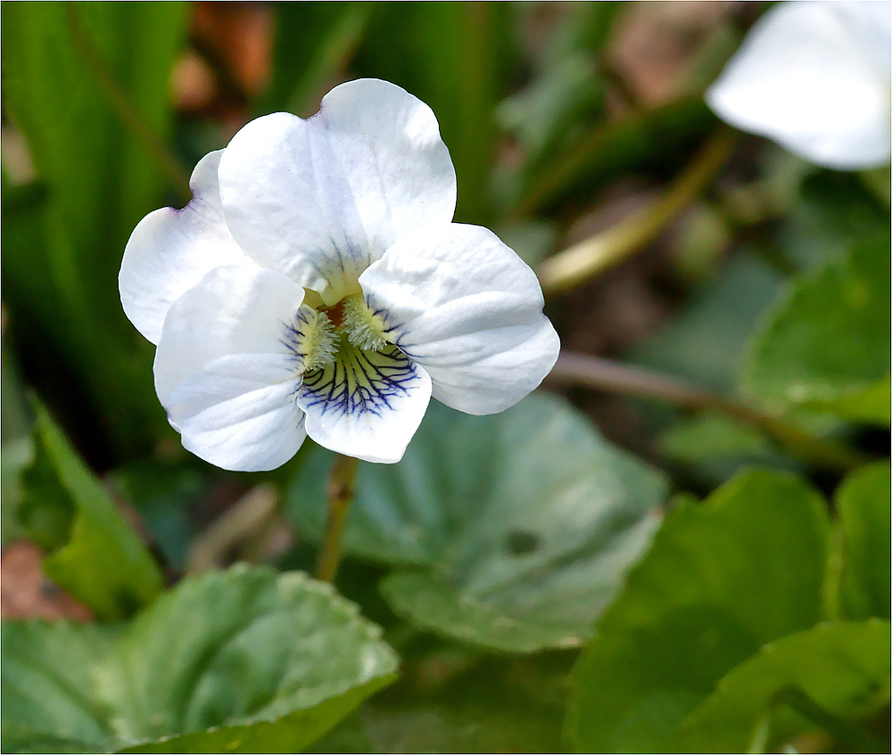 Hallo, ich bin die Viola