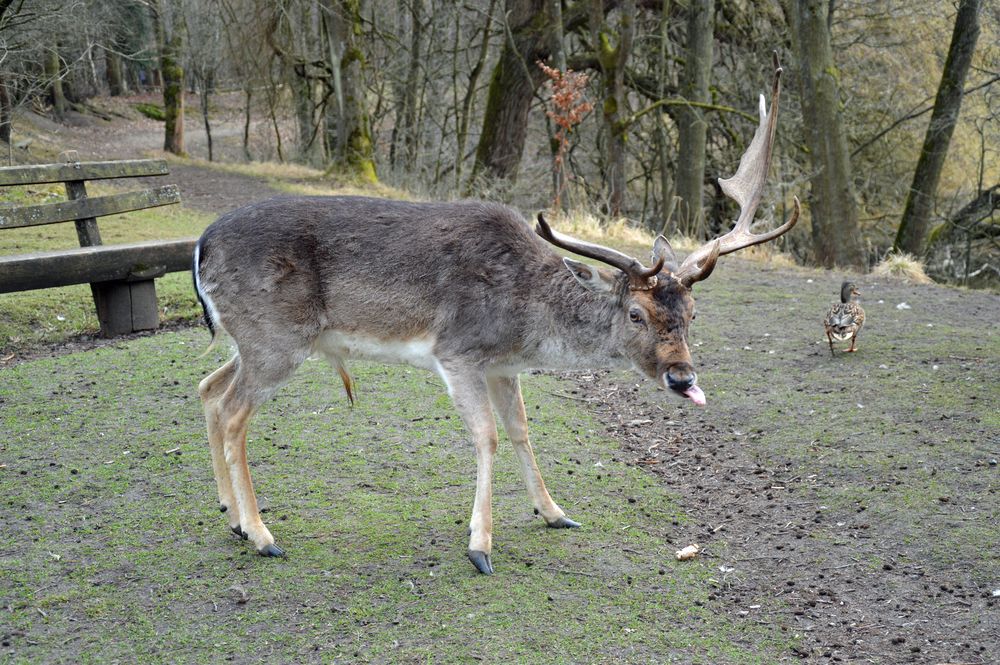 Hallo, ich bin ein Damschaufler und kein Weißwedelhirsch