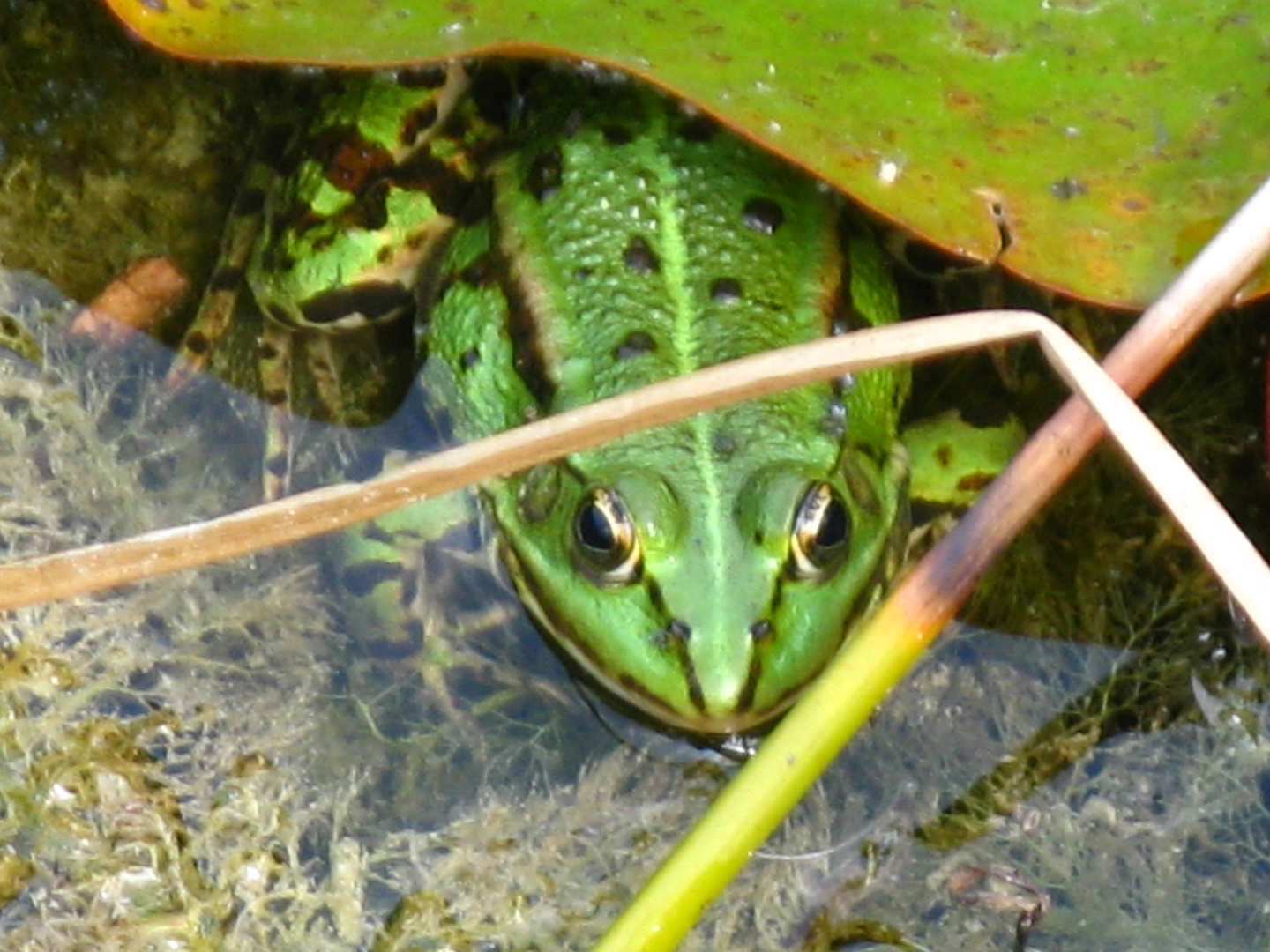 Hallo, ich bin ein Frosch...