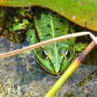 Hallo, ich bin ein Frosch...