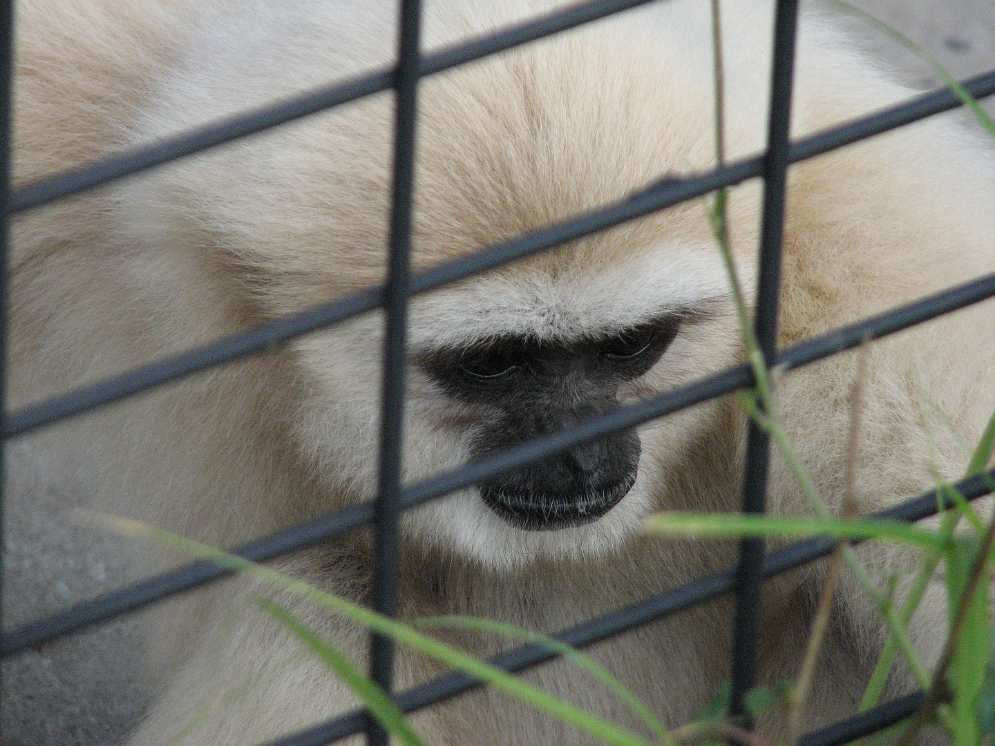 hallo ich bin ein Gibbon