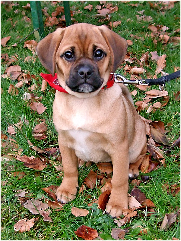 Hallo, ich bin ein Puggle, eine Kreuzung aus Mops und Beagle