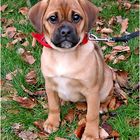 Hallo, ich bin ein Puggle, eine Kreuzung aus Mops und Beagle