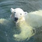 Hallo, ich bin Eisi...bääär