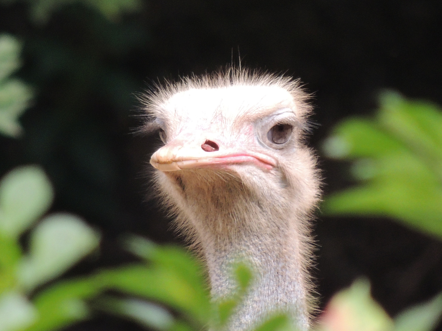 Hallo ich bin hier (Zoo Basel)