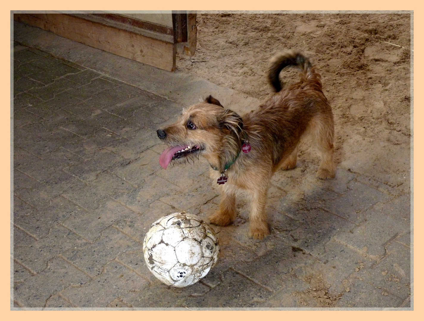 Hallo, ich bin Oscar die Fußballgranate !