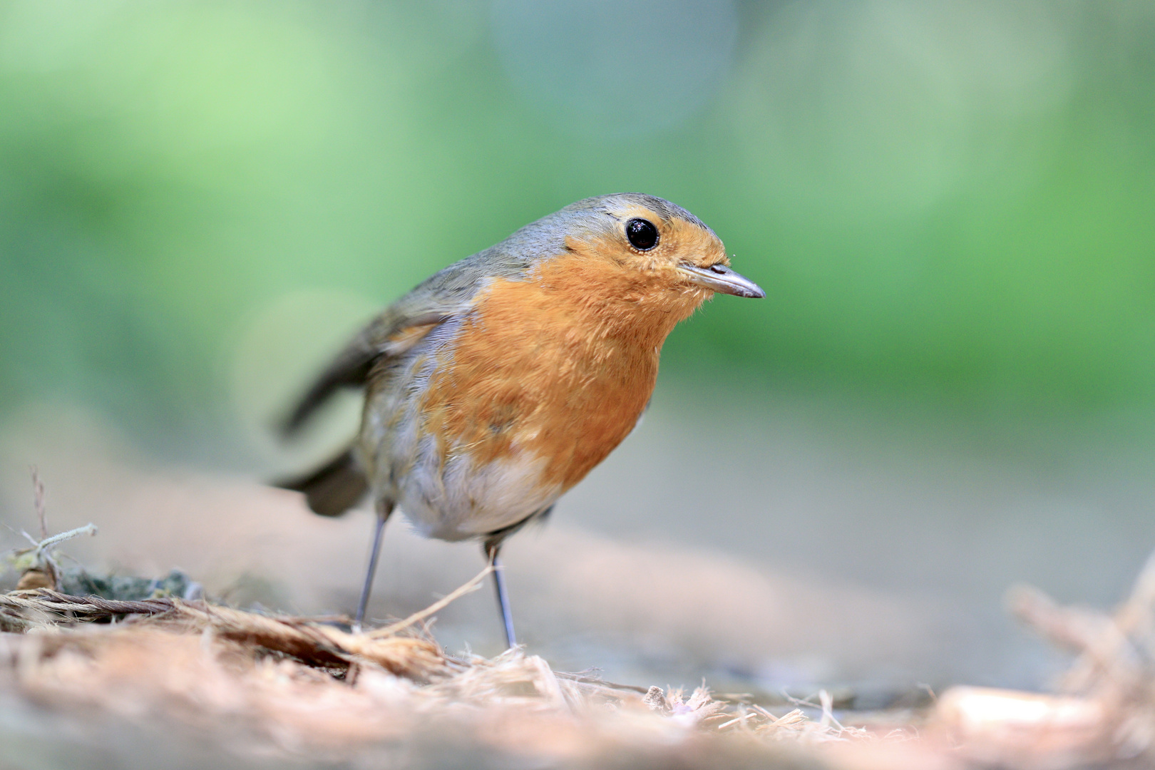 Hallo, ich bin Robin das Rotkehlchen