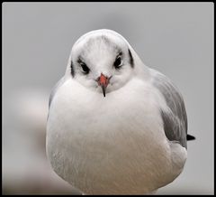 Hallo, ich bins - Möwe Wohlgenährt !