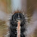 Hallo! Ich heisse Brombeerspinner und wohne in den Bergen! - Je m'appelle Bombyx de la Ronce!