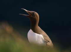 Hallo Ihr Fotografen da oben! Hier bin ich!