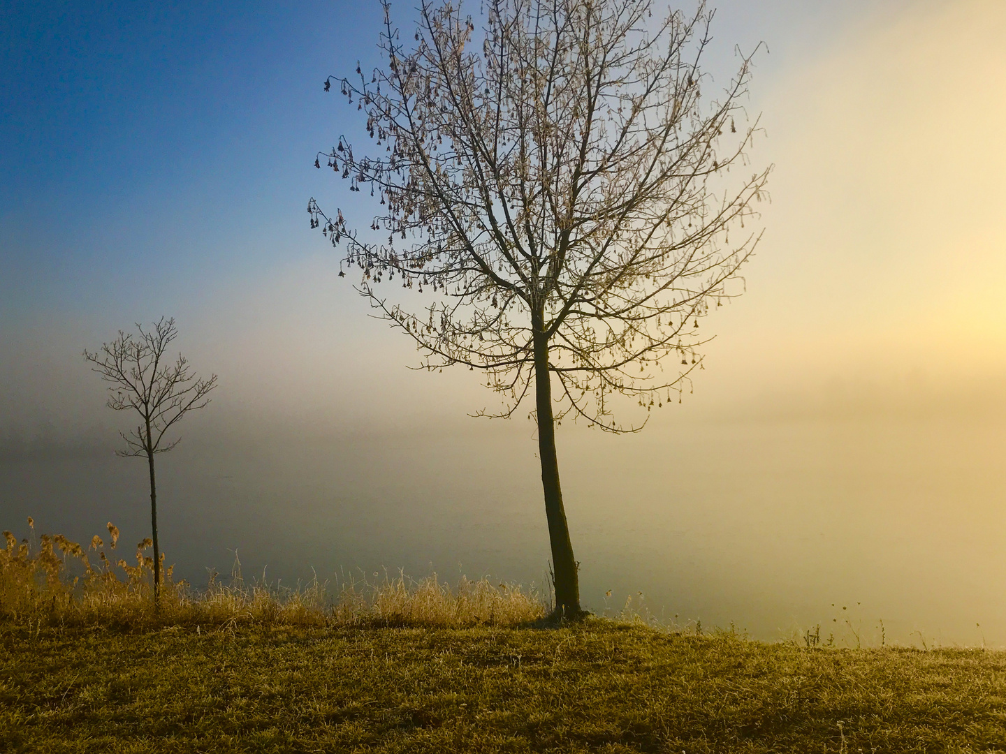 hallo ihr  jungen Bäume am See 