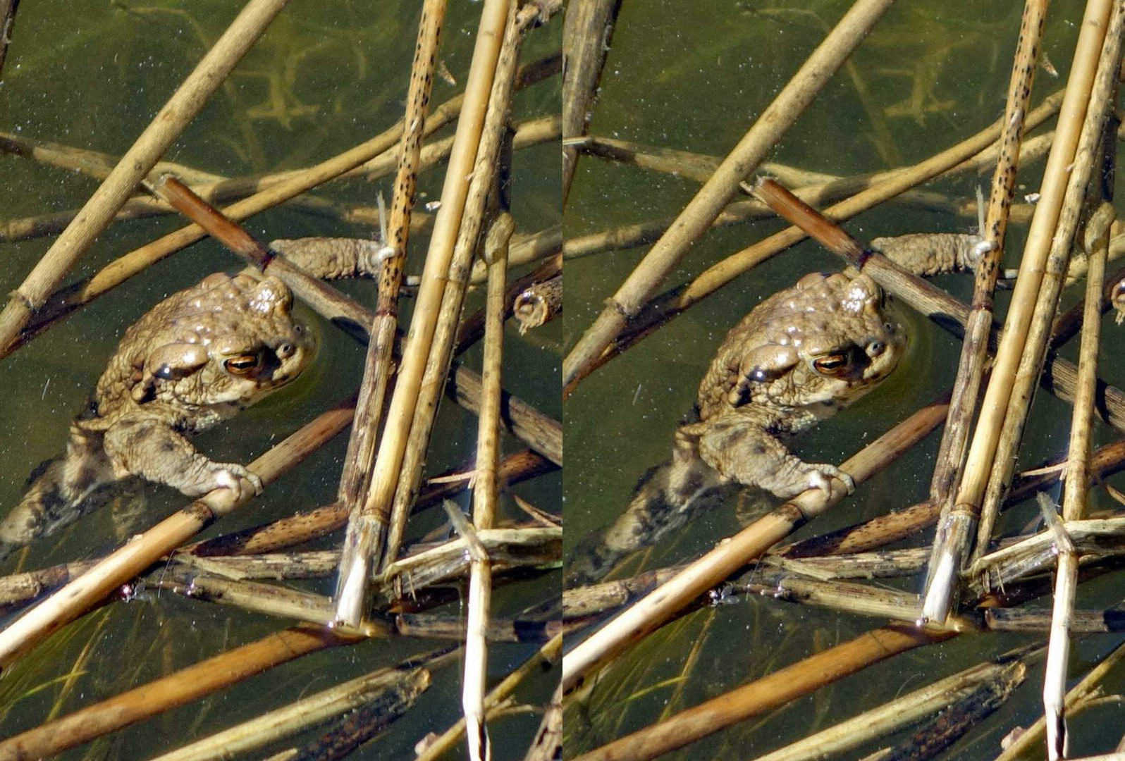 hallo kleine Kröte (3D Parallelblick stereo) Foto & Bild spezial