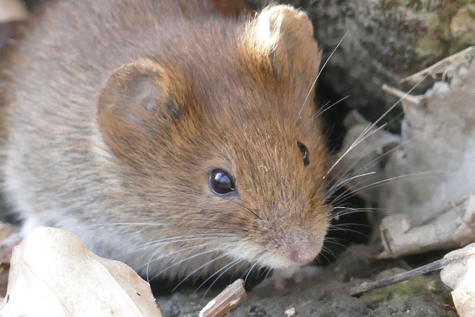 Hallo kleine Maus