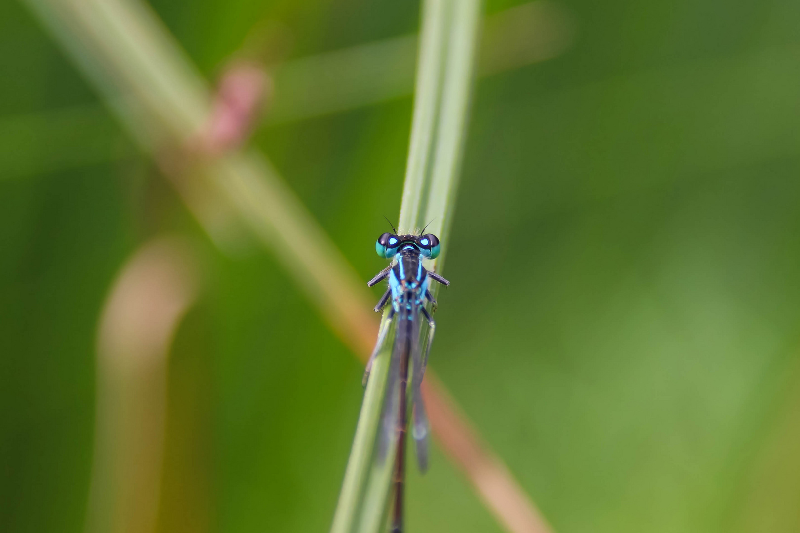 Hallo kleine Pechlibelle