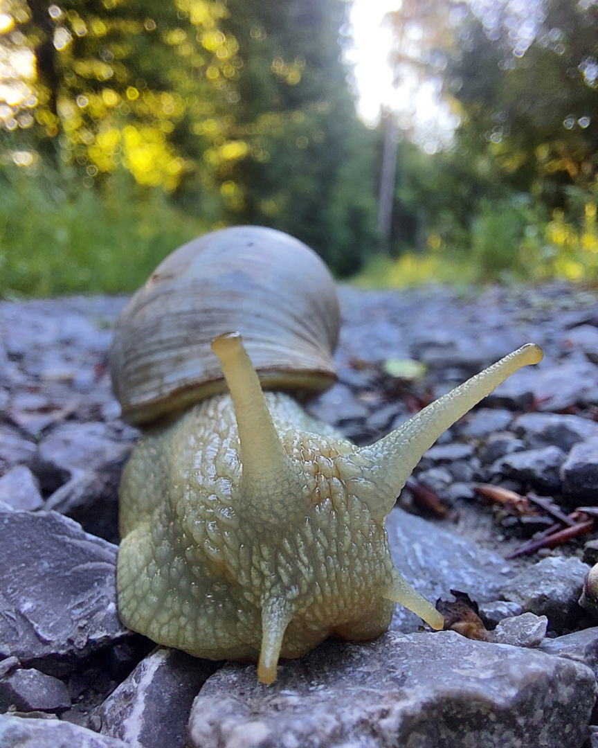 Hallo kleine Schnecke