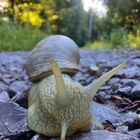 Hallo kleine Schnecke