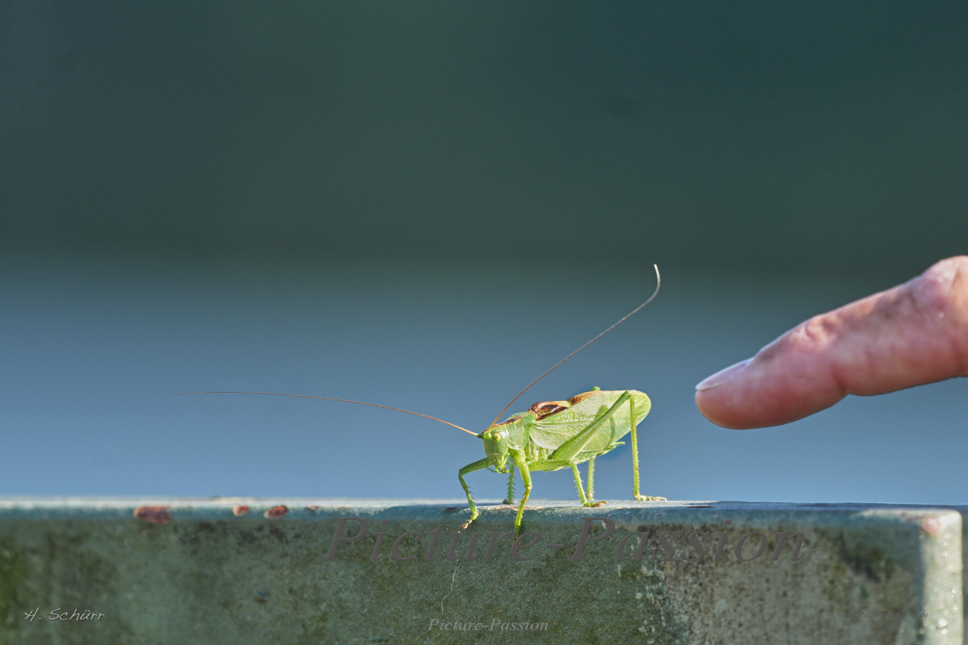 Hallo kleiner Freund !