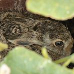 Hallo, kleiner Hasi :-)