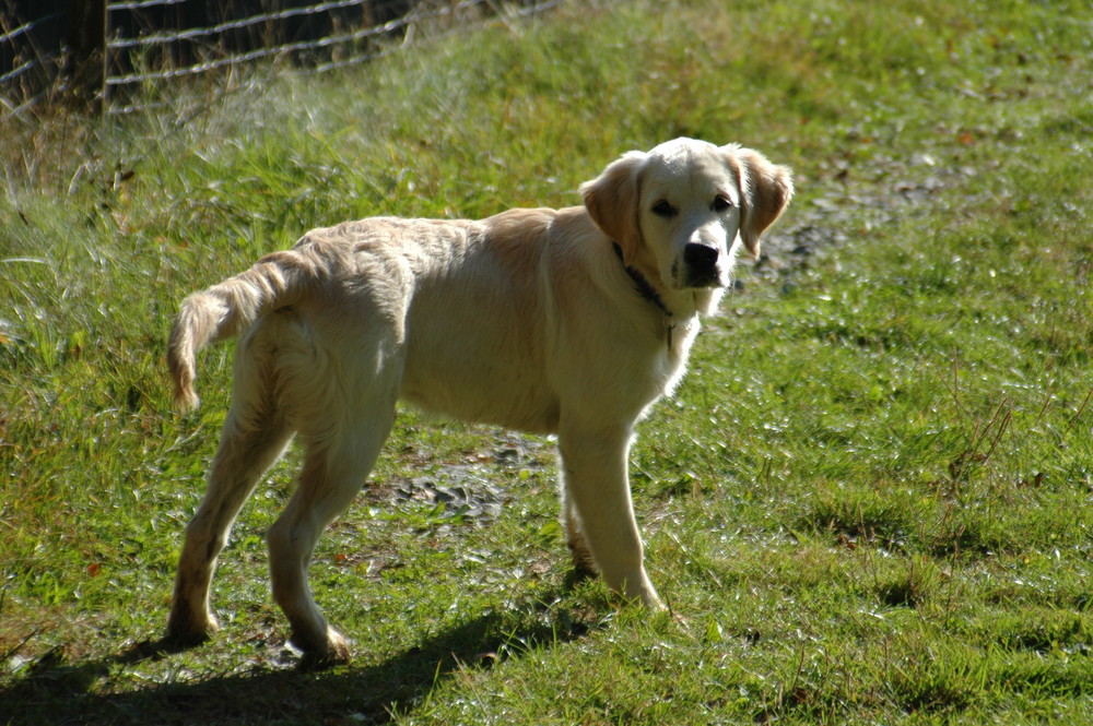 Hallo kleiner Hund