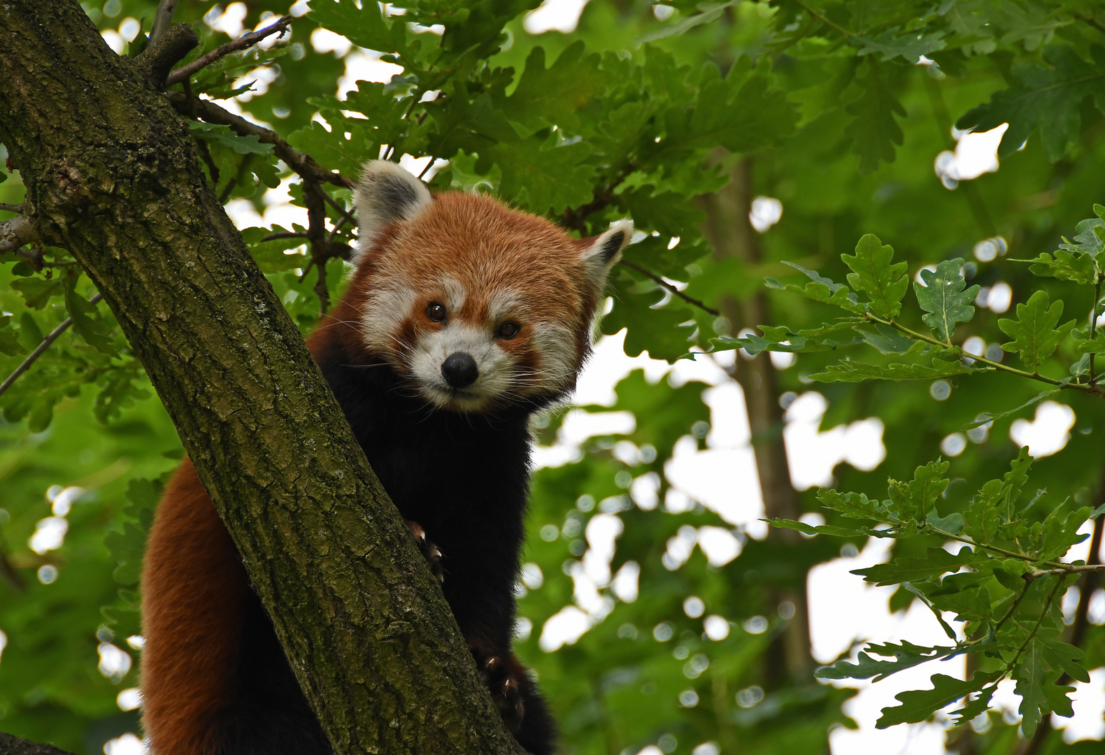 Hallo, kleiner Panda