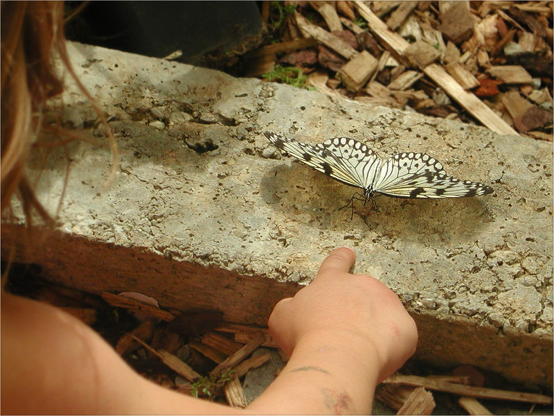 Hallo, kleiner Schmetterling