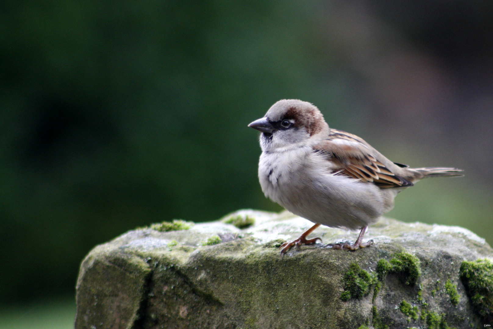 Hallo kleiner Spatz