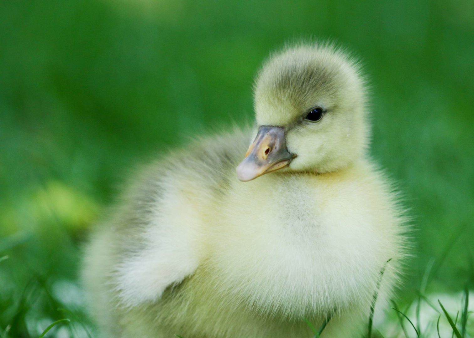 Hallo kleines Flauschi