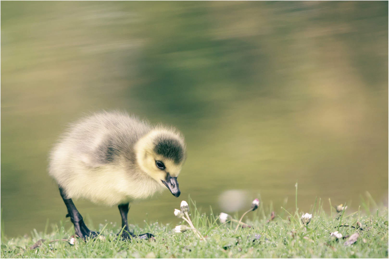 *Hallo kleines Gänseblümchen*