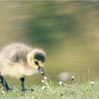 *Hallo kleines Gänseblümchen*