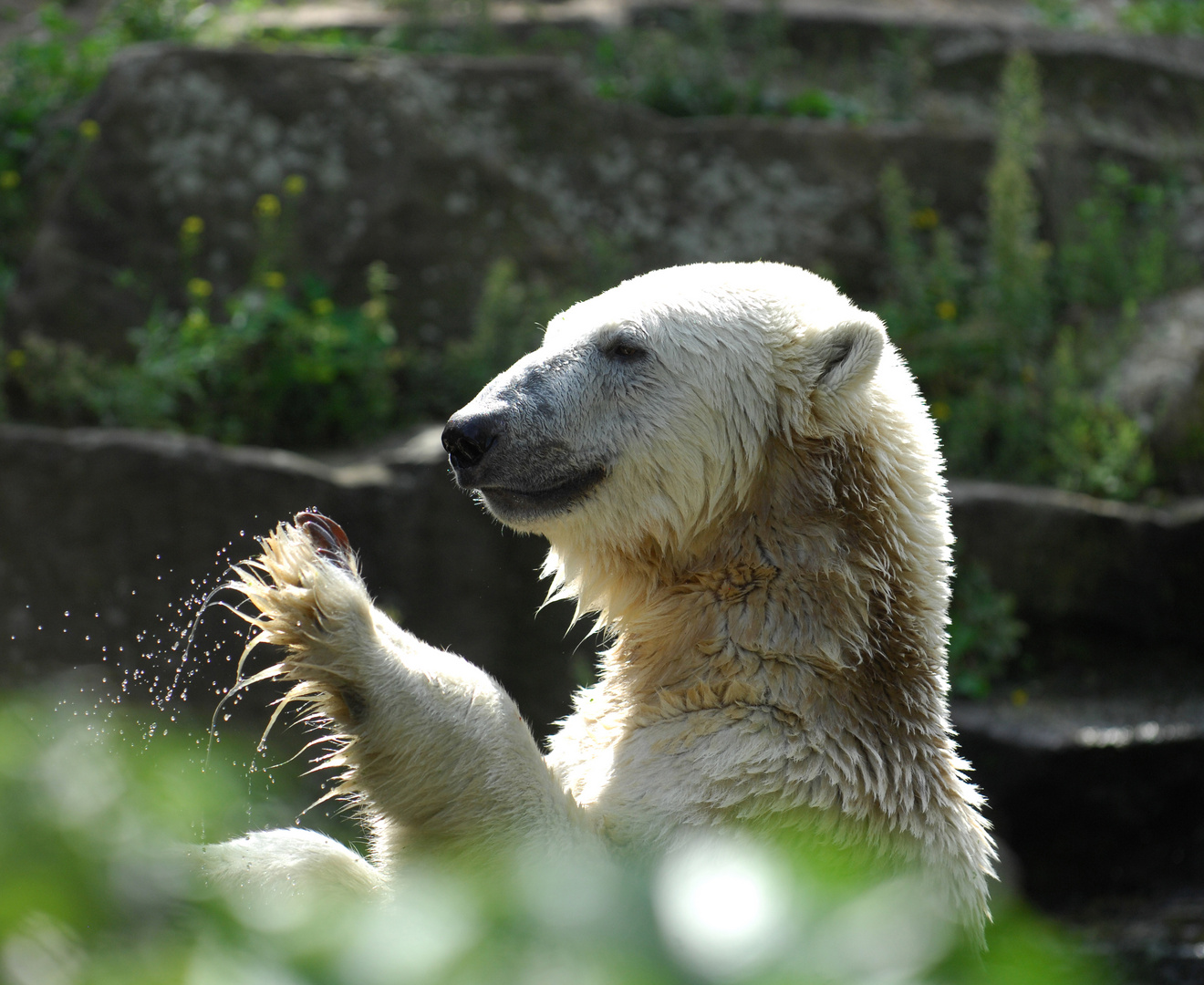 Hallo Knut