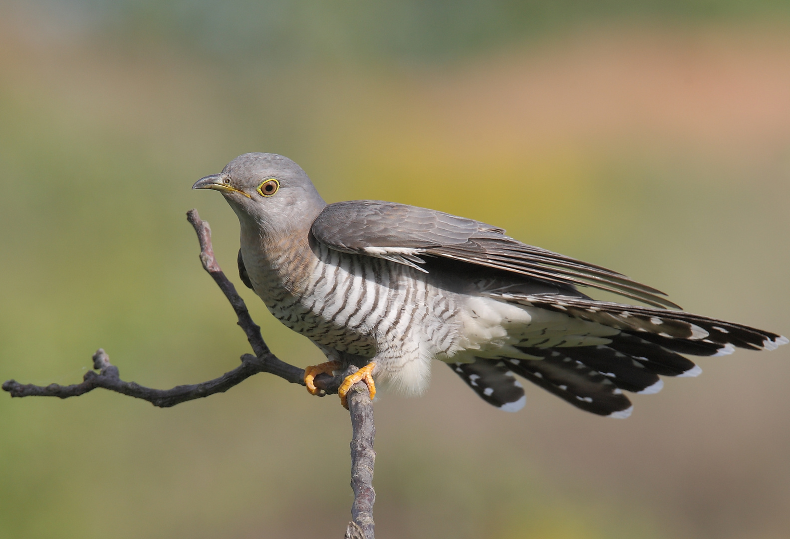 Hallo Kuckuck Foto Bild Tiere Wildlife Wild Lebende Vogel Bilder Auf Fotocommunity