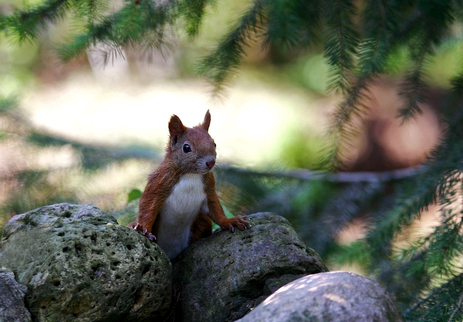 Hallo Leute !