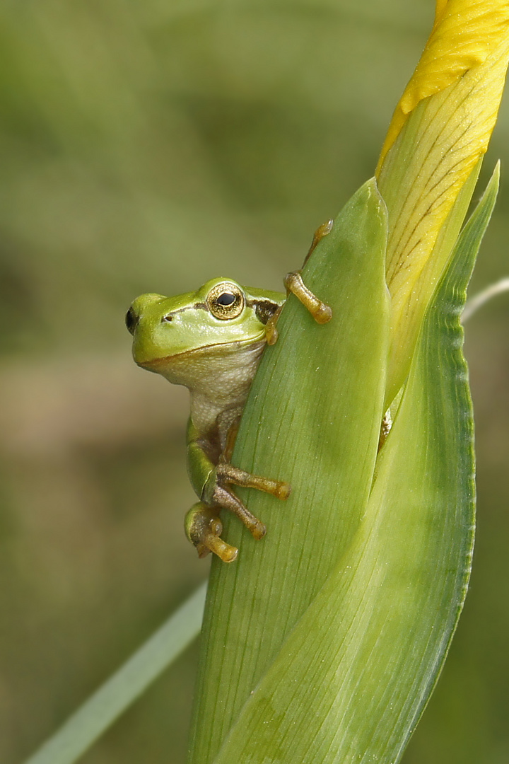 Hallo Leute.....