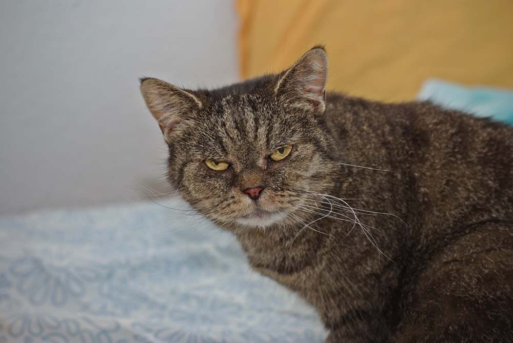 Hallo Leute,ich will mal was klarstellen.Ich bin die Mucki und bin ein Katzenmädel!