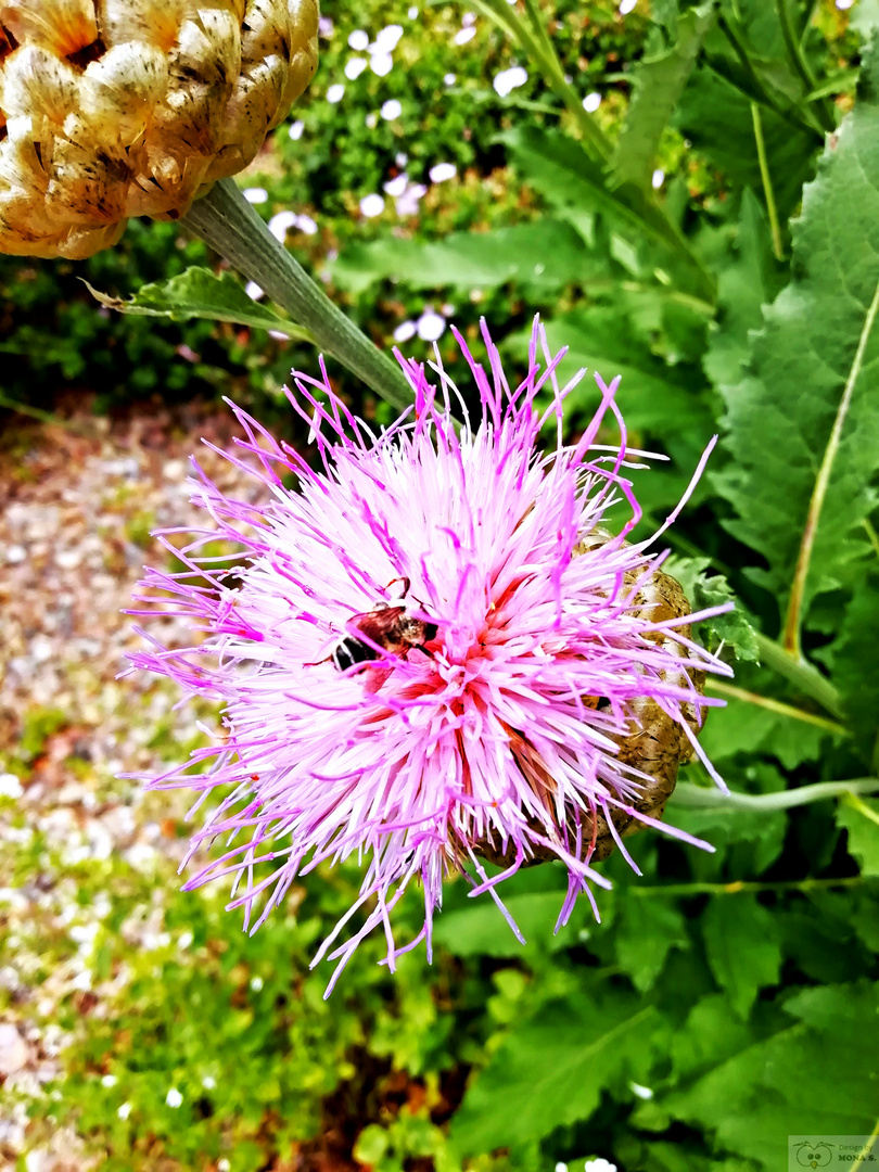 Hallo liebe Blume 