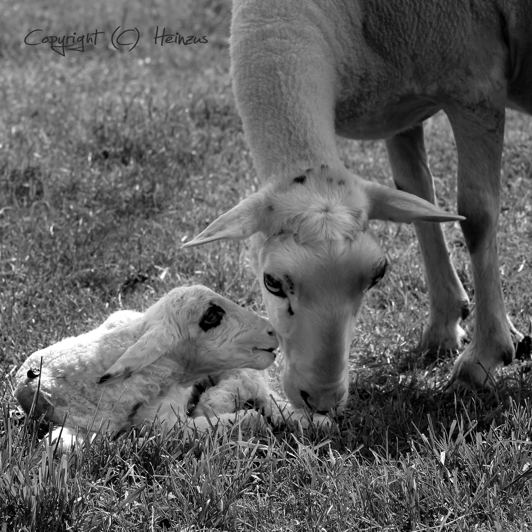 Hallo Mama!