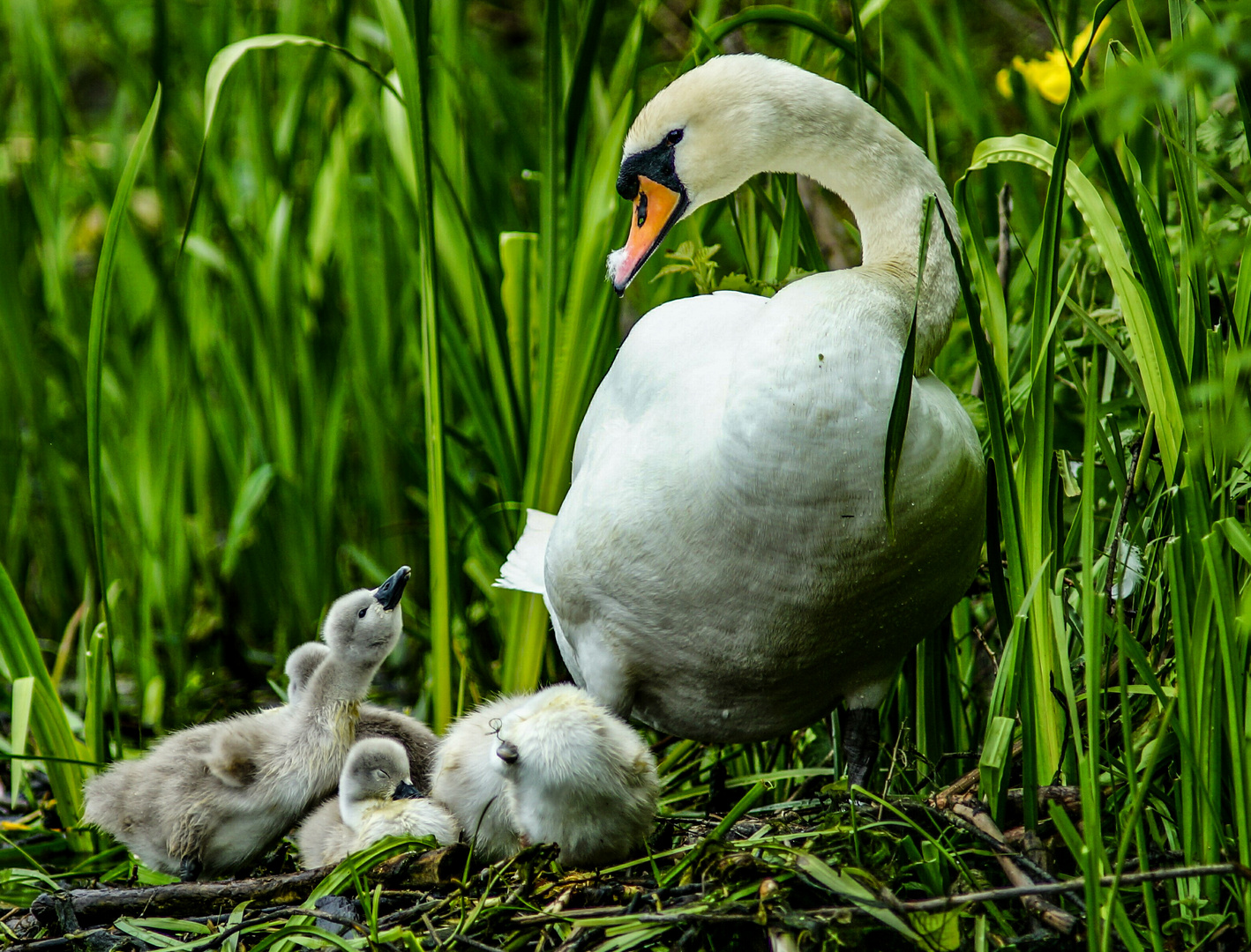 HALLO MAMA...( DER AUGENBLICK) 